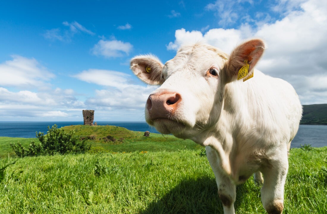 Cow at Red Castle, Co. Antrim, Northern Ireland