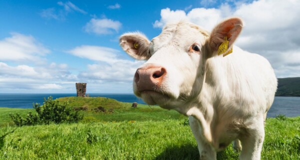 Red Castle Cow