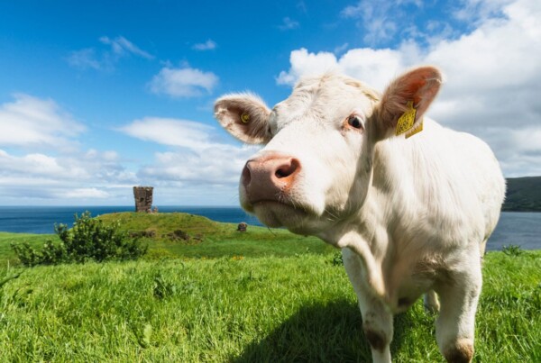 Red Castle Cow