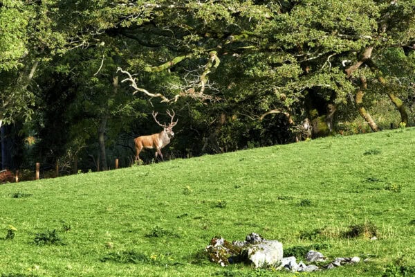 Red Dear Killarney National Park