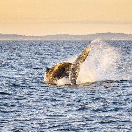 Humpback Whale
