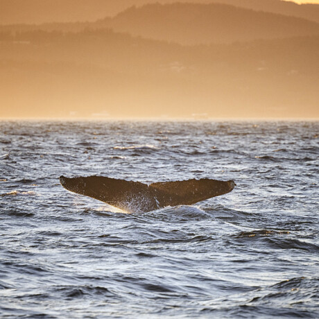 Humpback Whale