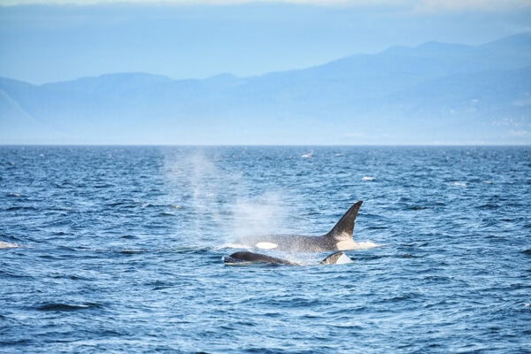 Orcas
