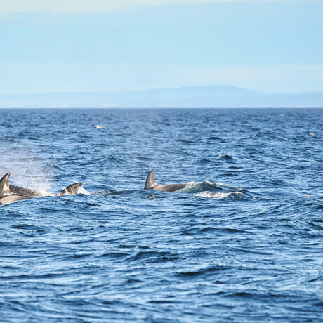 Orcas