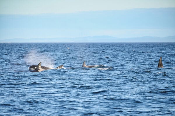 Orcas