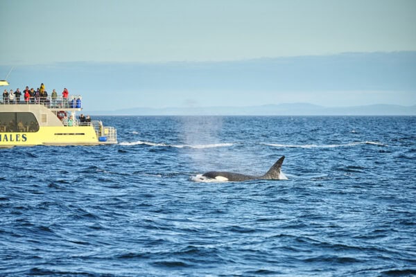 Orcas