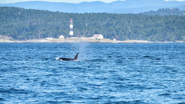 Orca