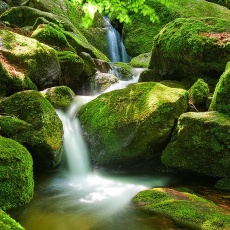 Black Forest Photos