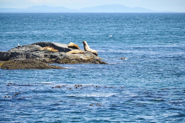 Steller Sea Lions