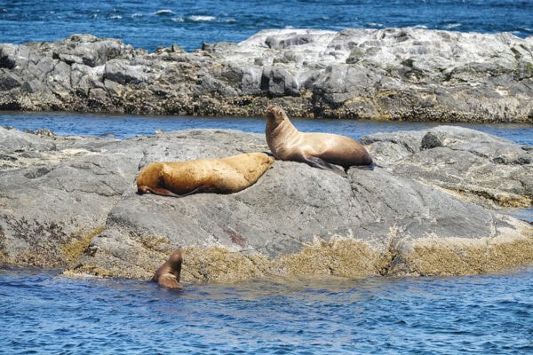 Steller Sea Lions