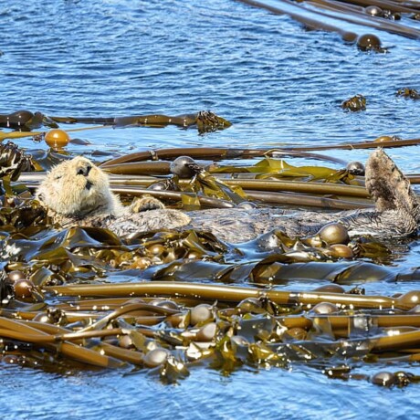 Sea Otter