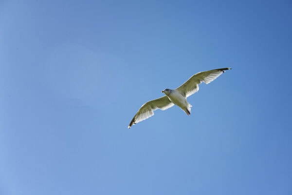 Seagull