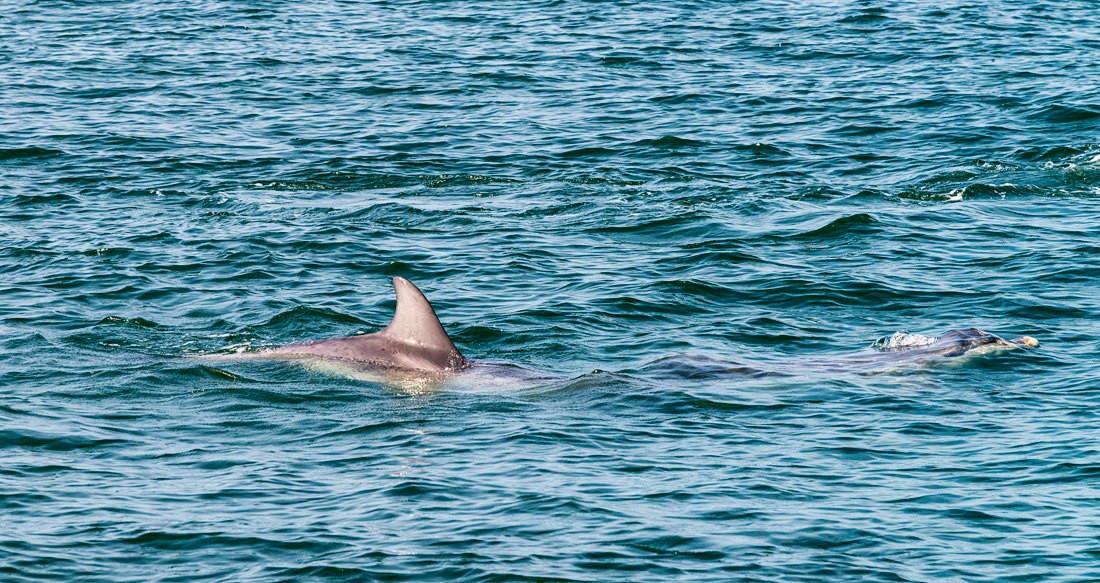 Delfine in der Shannon Mündung. Co. Clare, Irland