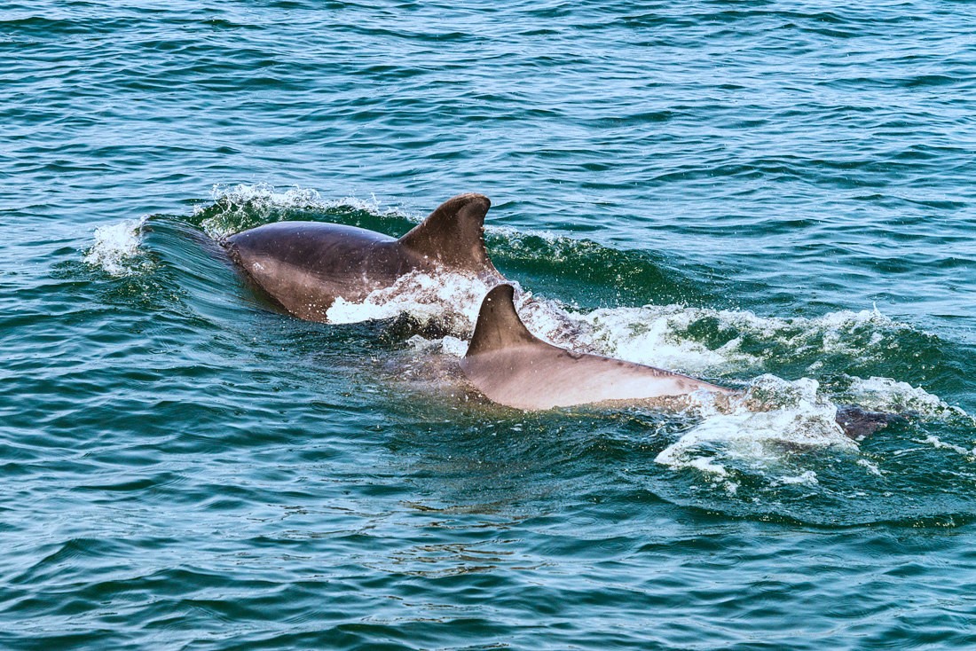 Delfine in der Shannon Mündung. Co. Clare, Irland