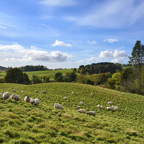 Sheep in Perthshire
