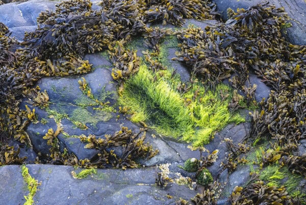 St Patrick’s Footsteps