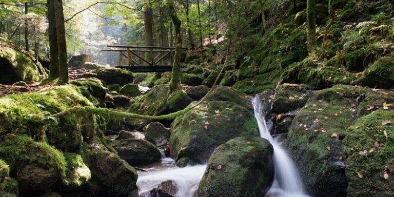 Schwarzwald Fotos