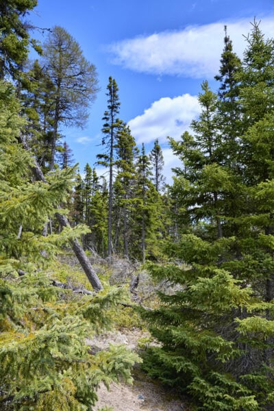 Terra Nova National Park