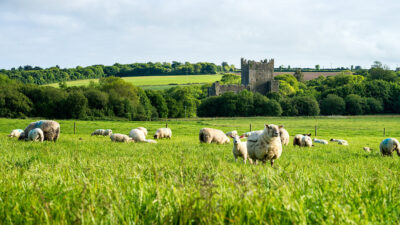 Tintern Abbey - Irland Foto
