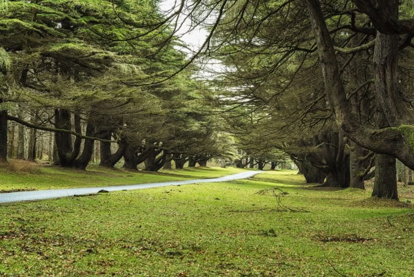 Tollymore Forest Park